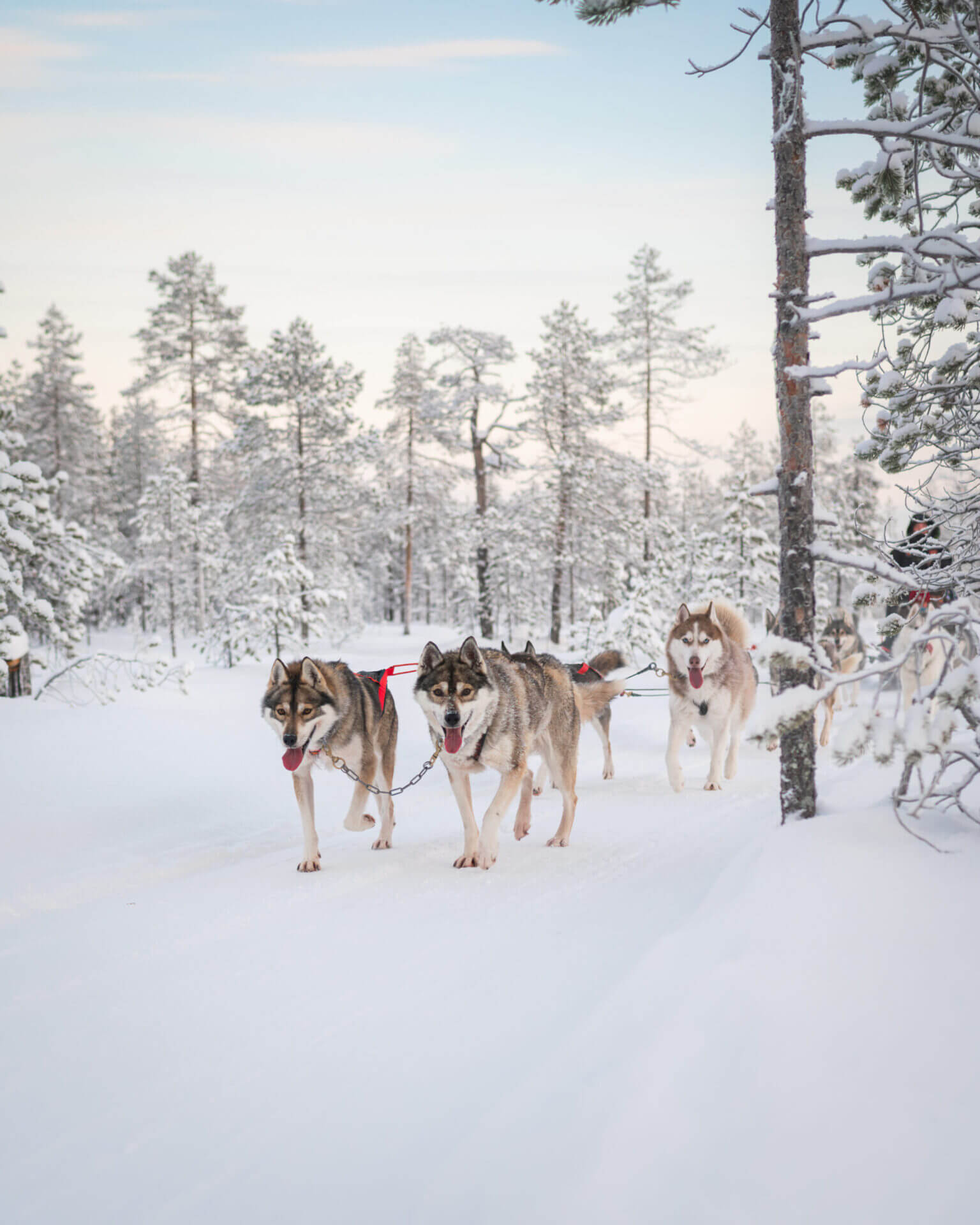 Husky-Ride-Into-north